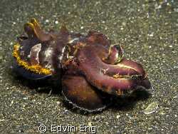 Searching for food! Taken in Lembeh with Canon G9. by Edvin Eng 
